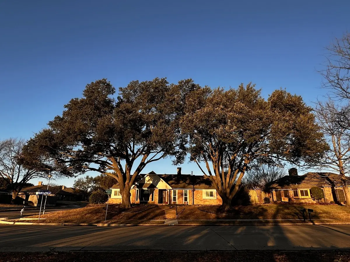 Established residential canopy tree shading a home in Barneveld